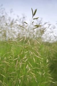 Illinois Prairie Grass